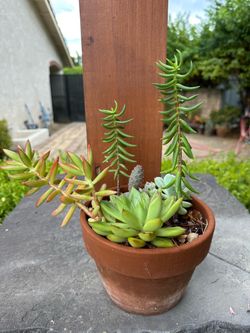 Succulent Arrangement