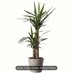 Plants Photo Sticker, $3 Great For Office , Home 
