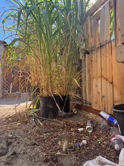 Red Sugarcane plants