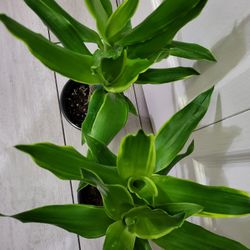 🌿Healthy Live Air Purifying Houseplant Dracaena 18"Tall In Pot 5" ~ Easy To Grow ~ $17/Ea