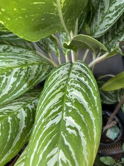 Evergreen Potted 2 Gallon