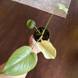 4” Monstera Mint