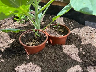 Roma tomato seedlings (2 in each container)