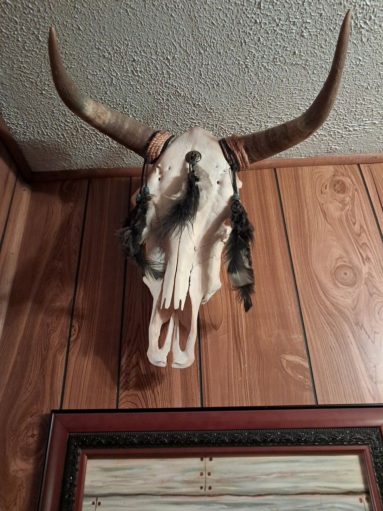 Bison Skull