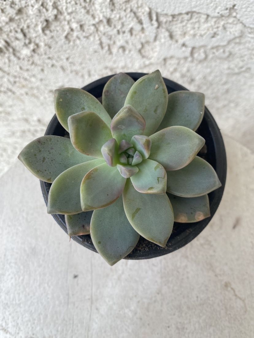 4 Inch Pot Succulent Plant - Sedum Mendozae - Shimmering Rose - Rooted & Established - Drought Resistant - 🪴
