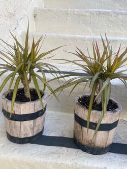 Two Dracaena plants   they are small so pretty  $30 for both