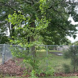 Mulberry Tree 