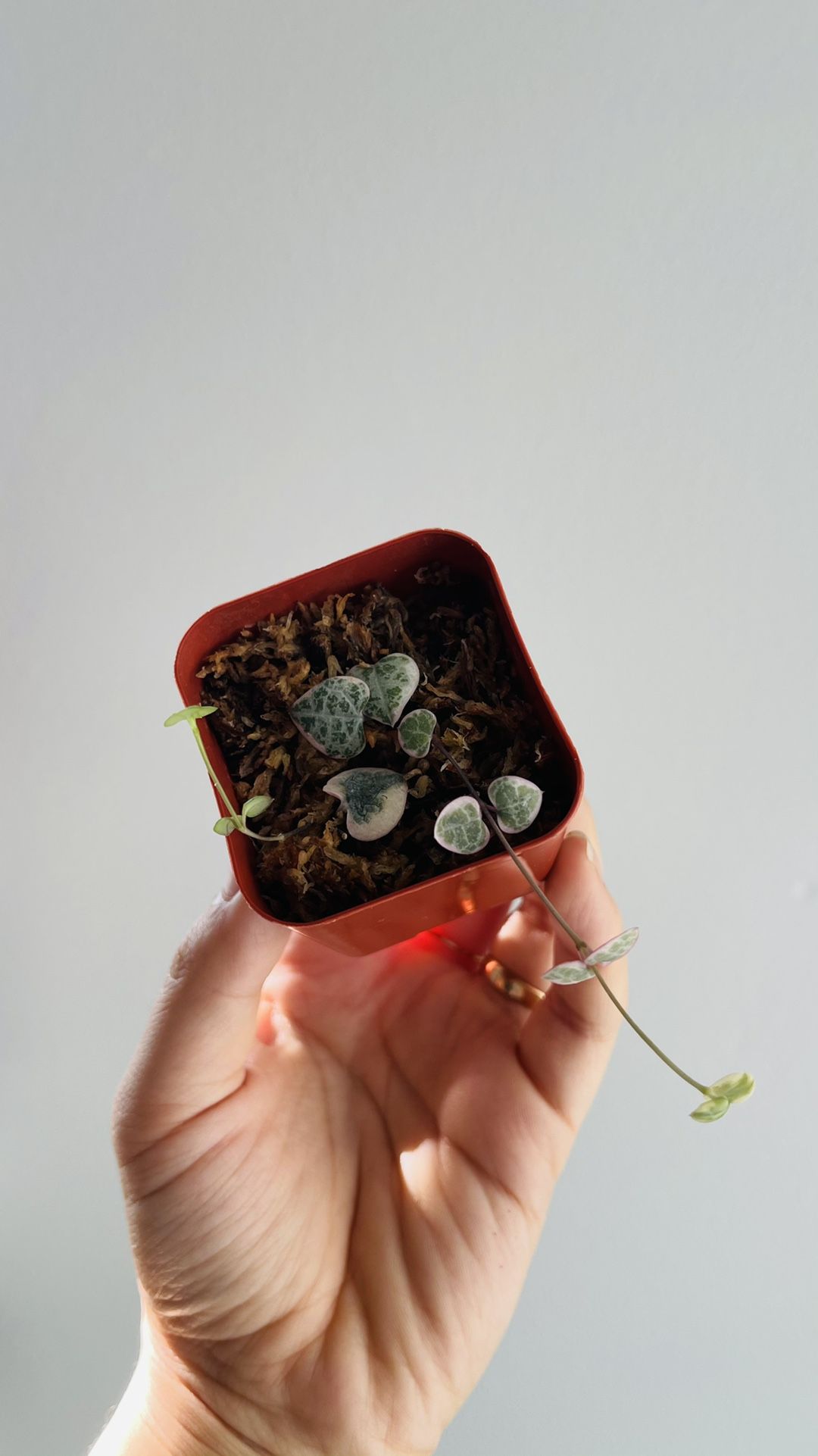 Rare Variegated String Of Hearts Rooted Plant Cutting 