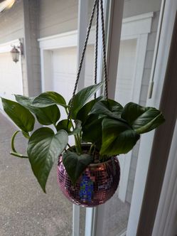 pothos plant