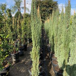 Italian Cypress Hedge