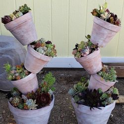 Succulents Tilted Pots.