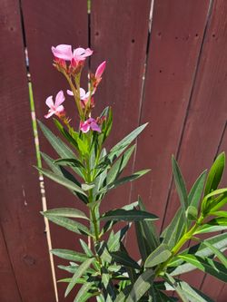 5 feet Laurel Plant