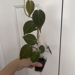Philodendron Micans Plant