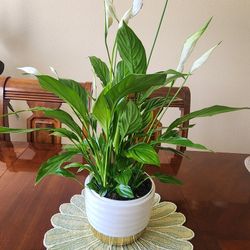 🌿💚Peace Lily Plant 💚🌿