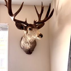 ****Mule Deer***