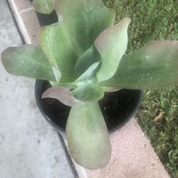 Succulents