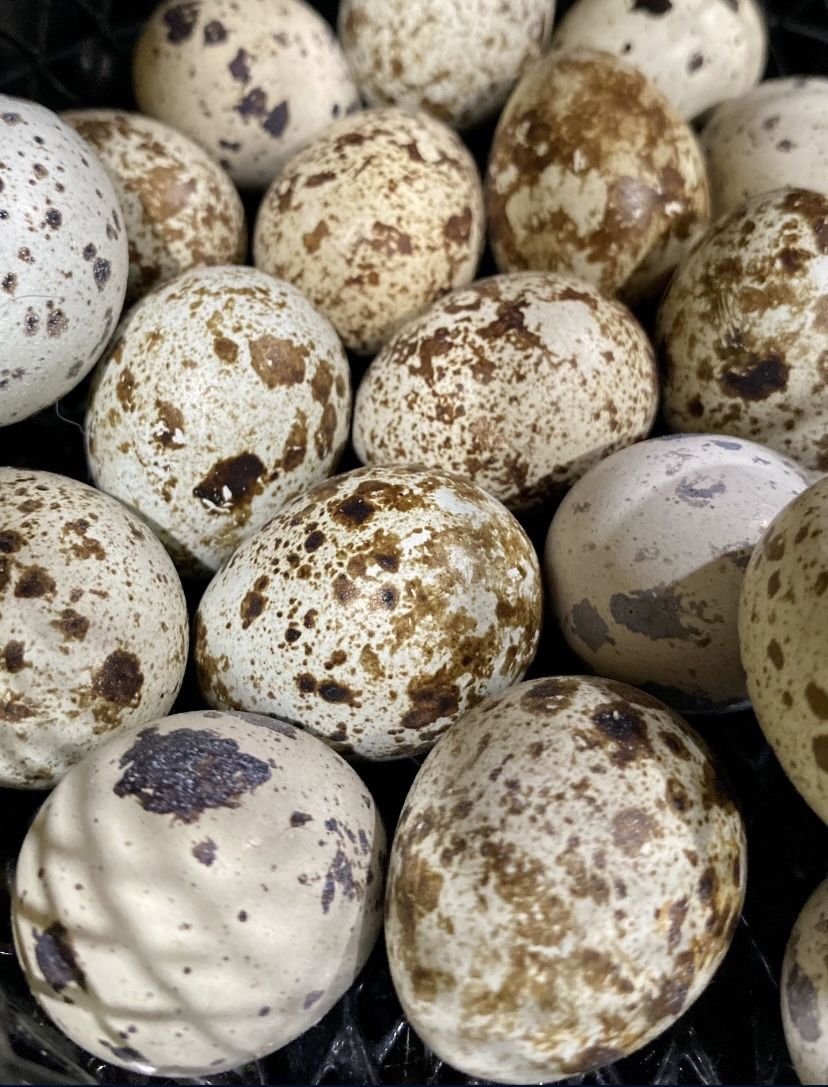 Quail
