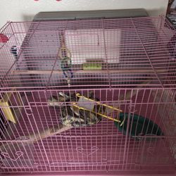 Bird 🐦 Cage