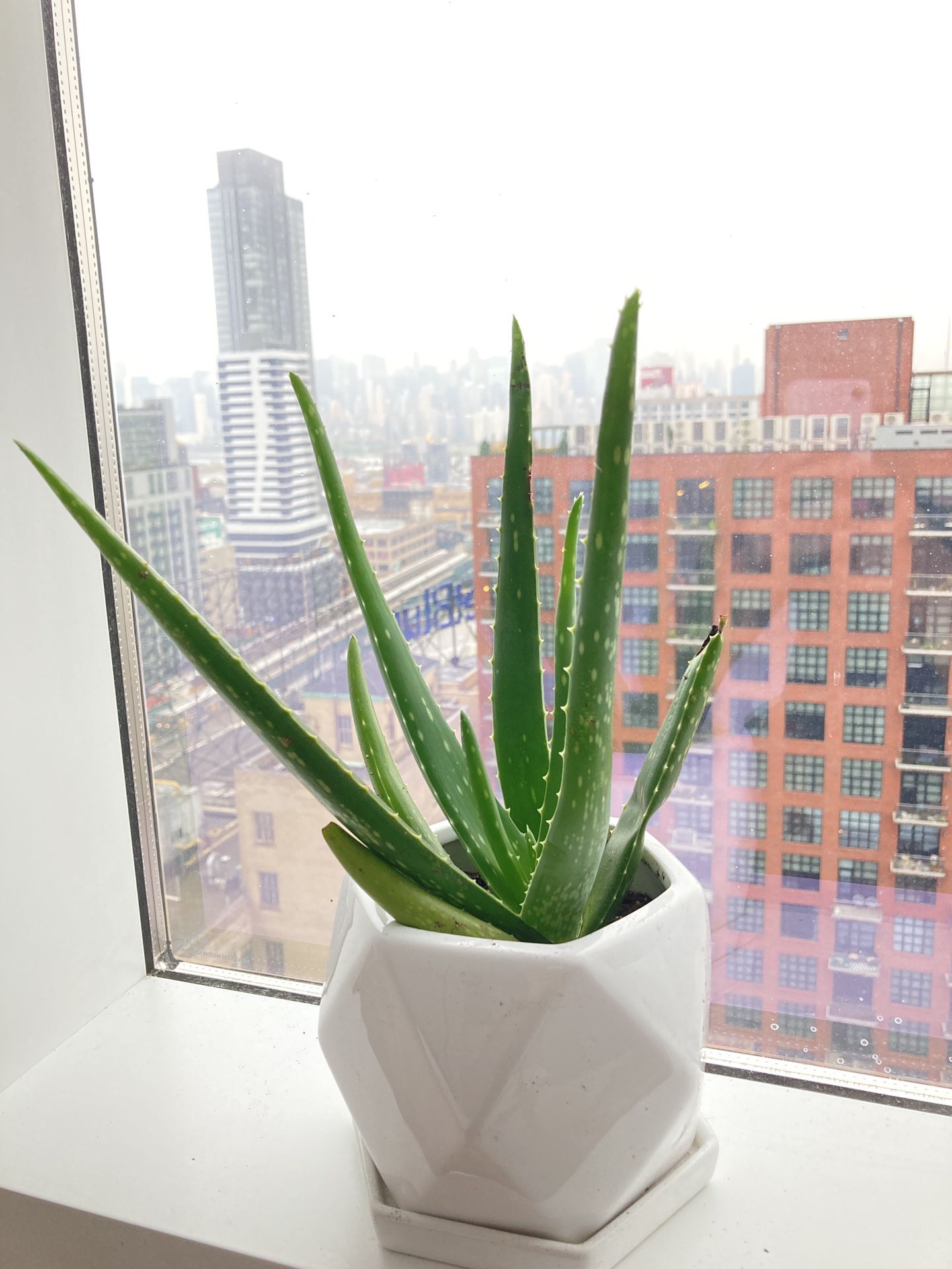 Aloe Vera plant (indoor, minimal care)