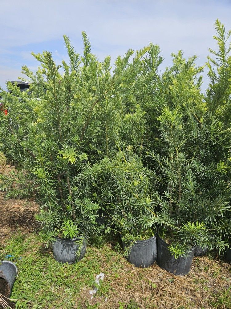 podocarpus only 19.99 full green and fertilized