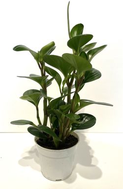 Peperomia