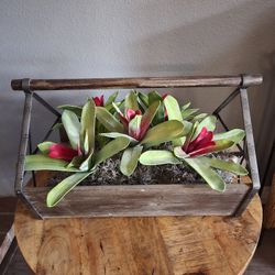 Succulent Home Decor Basket
