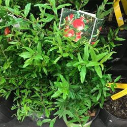 1 Gallon 2 Feet Pomegranate Fully Rooted Plant Punica Granatum