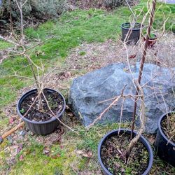 Two Fuyu Persimmon Trees
