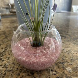 Live Air Plant Bowl