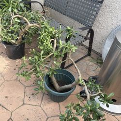 Gorgeous Big Green Plants For Backyard Or Indoor