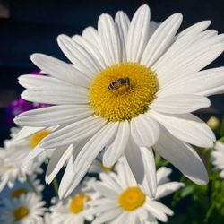 “Becky” Shasta Daisy - Tall variety