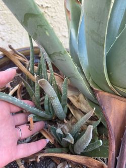 Aloe saplings