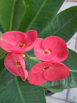 Corona de cristo. Planta