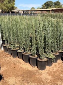 Italian cypress 5 gal 4 feet tall when planted