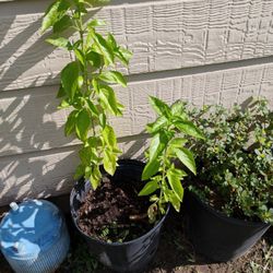 Basil Plants 