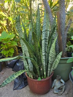 Langua de suegra in nice ceramic pot.