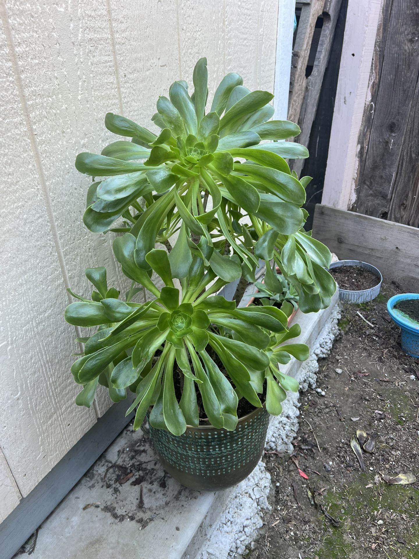Large Healthy Succulent 