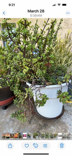 Great buy! Plants. Lots of variety of Succulents.