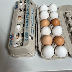 Fresh Eggs