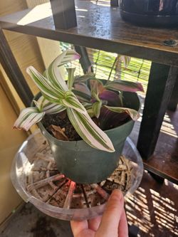 Inch plant