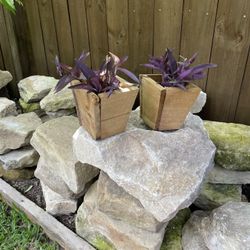 Small planter Boxes with plants