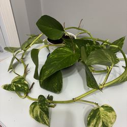 Giant leaf Golden Pothos Plant