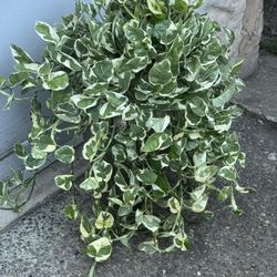 Huge NJoy Pothos