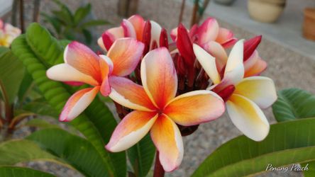 Plumeria Penang Peach Cutting Multiple Tips