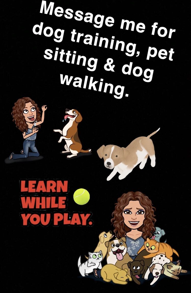 Dog Training 