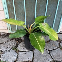 Philodendron Moonlight Plant 