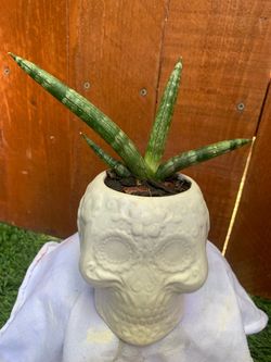 Sansevieria Cylindrica “starfish “ small plant 6.5 inches tall