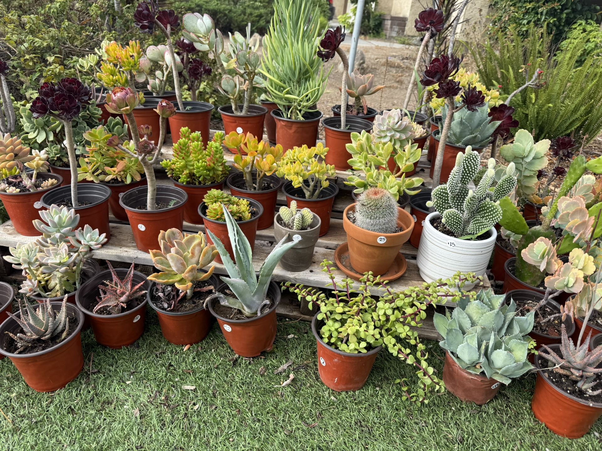 Variety Of Succulents Plants