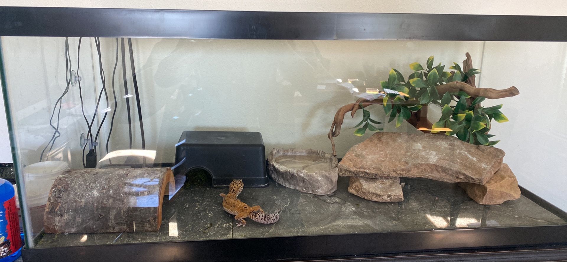 Leopard Gecko + Habitat 