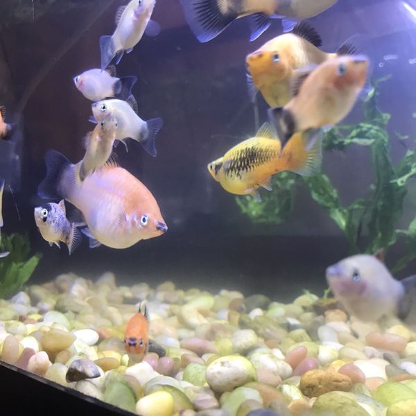 Live Fish for Sale in Salem, OR OfferUp